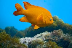 The shot was natural light at about 15' off of Catalina I... by Mike Raabe 